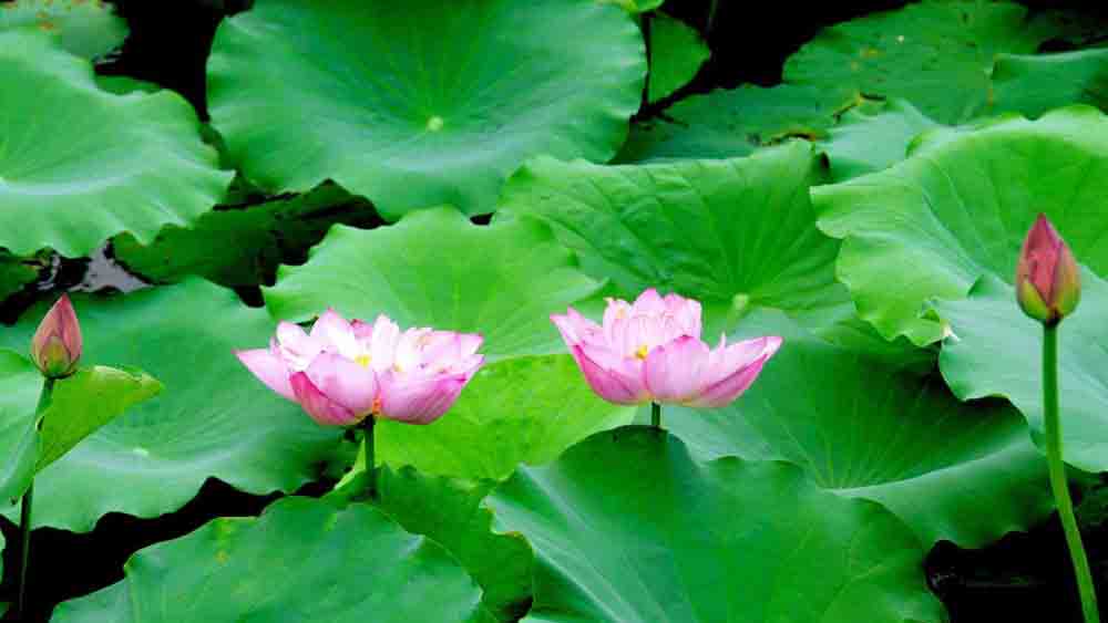 lá sen có tác dụng gì